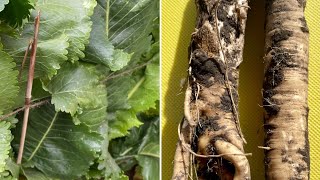 Harvesting Horseradish Root: Tips For Maintaining, Digging Out and Processing