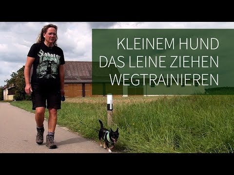 Leine ziehen - Wie du deinem kleinen Hunden das Leine Ziehen abgewöhnen kannst