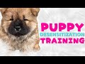 Desensitize Your Puppy Puppy Training Sound Triggers