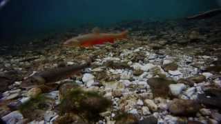 preview picture of video 'Salvelinus umbla spawning acts'