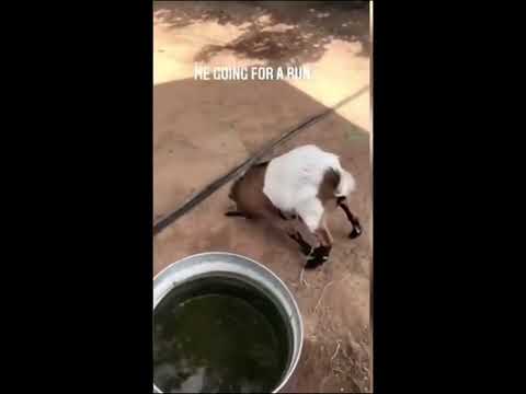 Fainting Goat Meme Meme Star