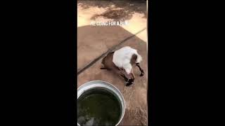 Fainting Goat Meme | Meme Star