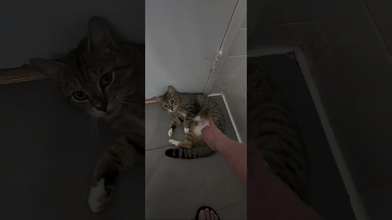 Enlarge Eve, an adopted mixed breed in New York, NY video 2/5