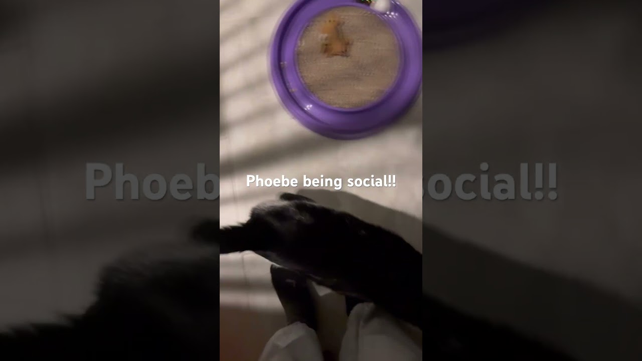 Enlarge Phoebe, a ADOPTABLE Domestic Short Hair in CANONSBURG, PA video 6/6