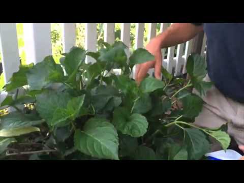 Barlow's TV [Episode 10] Care of Hydrangeas