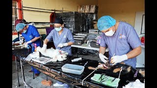 Ayuntamiento y Jurisdicción Sanitaria realizan jornada de esterilización