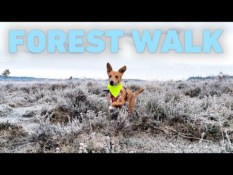 Dog TV For Dogs 🐾🇫🇮 Dog Walking in Finnish Forest 🇫🇮🌲 Nature Sounds 4K HDR
