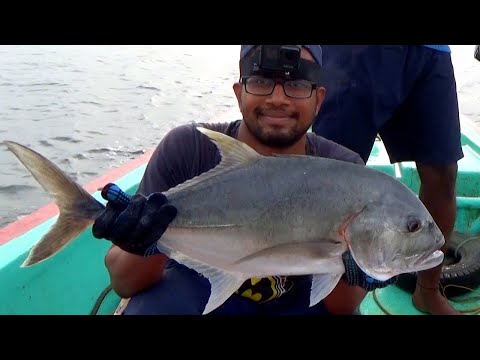 Fishing for Giant Trevally & Mangrove Jack in Offshore and inshore