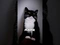 Tuxedo Cats Are Loved Everywhere Here S Why