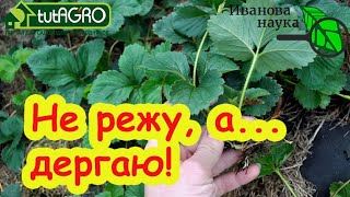 Уход за клубникой в августе: 3 простых шага к огромному урожаю! Ошибки, которы