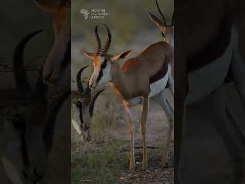 Springboks in the Kalahari. #springboks #antelopes #kalahari #kgalagadi #safari #wildlifephotography