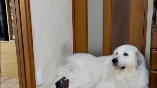 ドレミの歌グレートピレニーズ がライブ配信中!ザックリ1時間弱くらい!!!