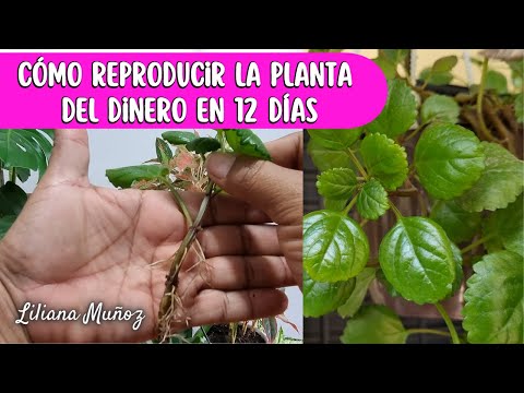 CÓMO REPRODUCIR LA PLANTA DEL DINERO EN 12 DIAS/Liliana Muñoz