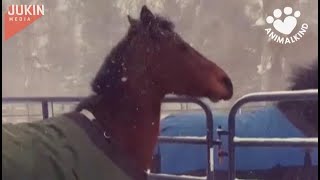 Horses regret going out in the snow