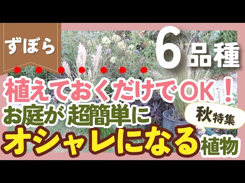 庭の知識: 亜低木とは何ですか? 庭の練習