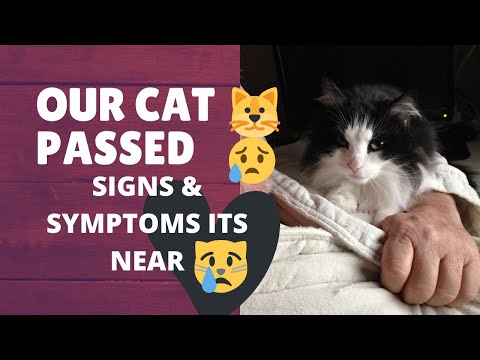 HOW TO KNOW IF YOUR CAT IS DYING | SIGNS, SYMPTOMS, THINGS TO DO | cat dying at home