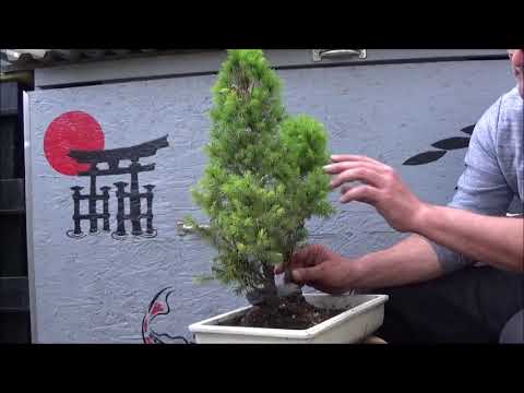 Bonsai 2019-9 - Picea glauca - aus vier werden fünf Zuckerhutfichten