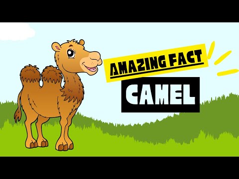 Unbelievable Facts about Camels that Will Blow Your Mind!