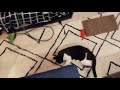 Fast Tuxedo Cat Running In Circles Chasing Toy