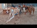 Dogs playing: Episode 53