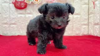 ハーフ犬の動画01