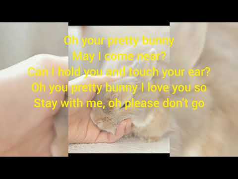 Rabbit Song/Bunny Bunny Bunny ,You are so Funny