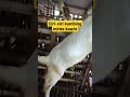 Ciri Ciri Kambing Birahi Shorts Short Kambingbreading Kambing Kambingbirahi Ciri Ciri Kawin