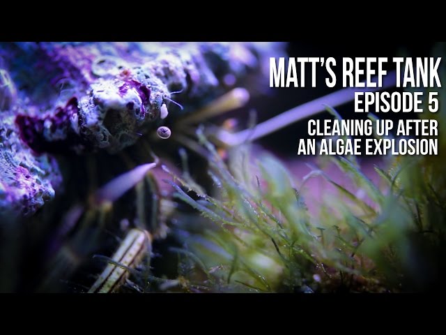 Matt's Reef Tank | Episode 5 | Cleaning up after an Algae  Explosion