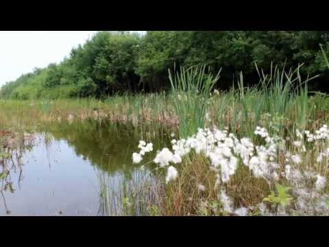 hollandscheveld.  de schorremorries.