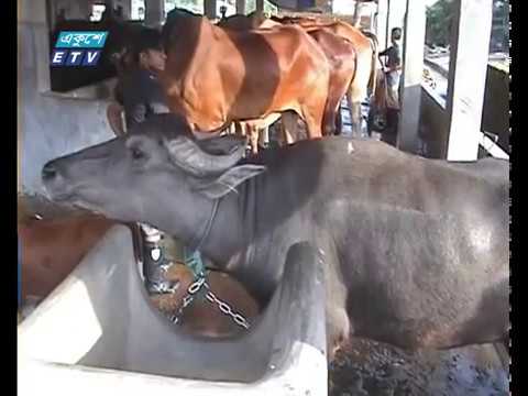 চট্টগ্রামে ঈদ উল আযহায় তেমন পশু সংকট হবে না