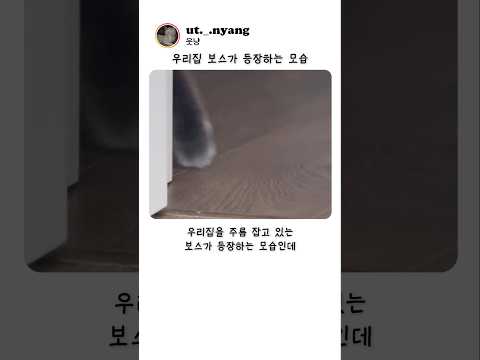 우리집 보스가 등장하는 모습 ㄷㄷ