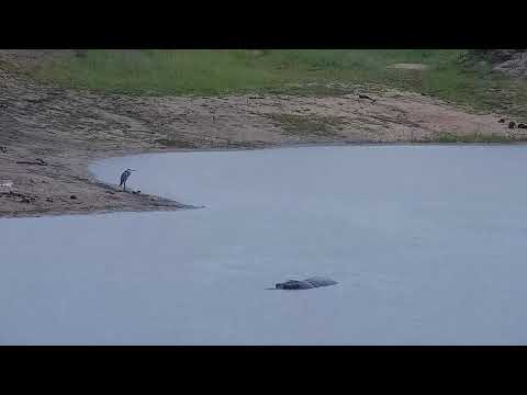 Djuma: Grey Heron and Hippo - 17:45 - 12/31/21