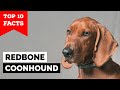 Redbone Coonhound - Top 10 Facts