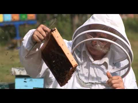 Boja meda ep.17 03.07.2018. - Perga, Pčelar sa više od pola veka rada....