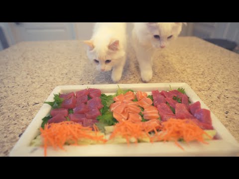 I Made Sashimi for My Cats | Fine Dining for Cats | The Cat Butler
