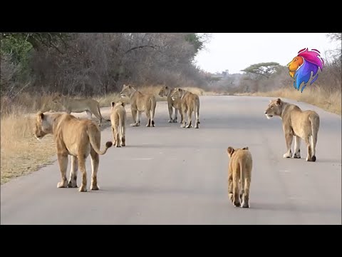 Best Ever Lion Encounter at Kruger National Park | Amazing Animal Videos.