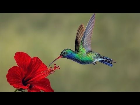 Realidad Demográfica del Cantón Shushufindi| Sucumbios