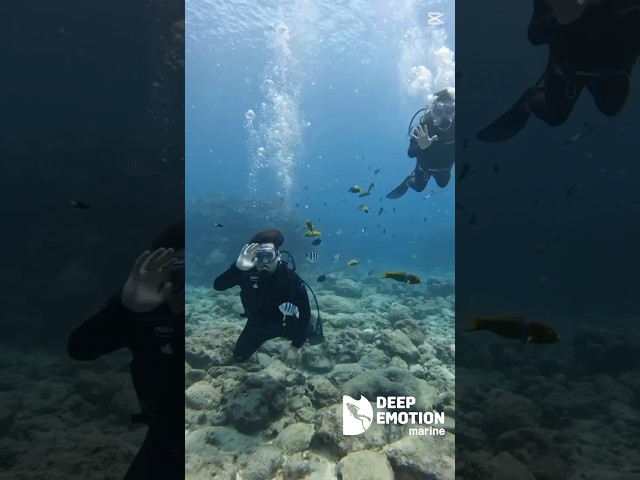 ディープエモーションマリン