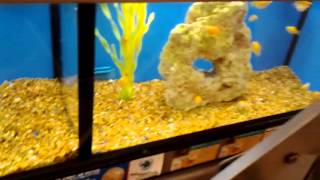 preview picture of video 'Some Fish Tanks at a Pet Store'