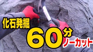 アンモナイト発掘＠いわき【ノーカット60分】 Ammonite fossil hunting 60minutes