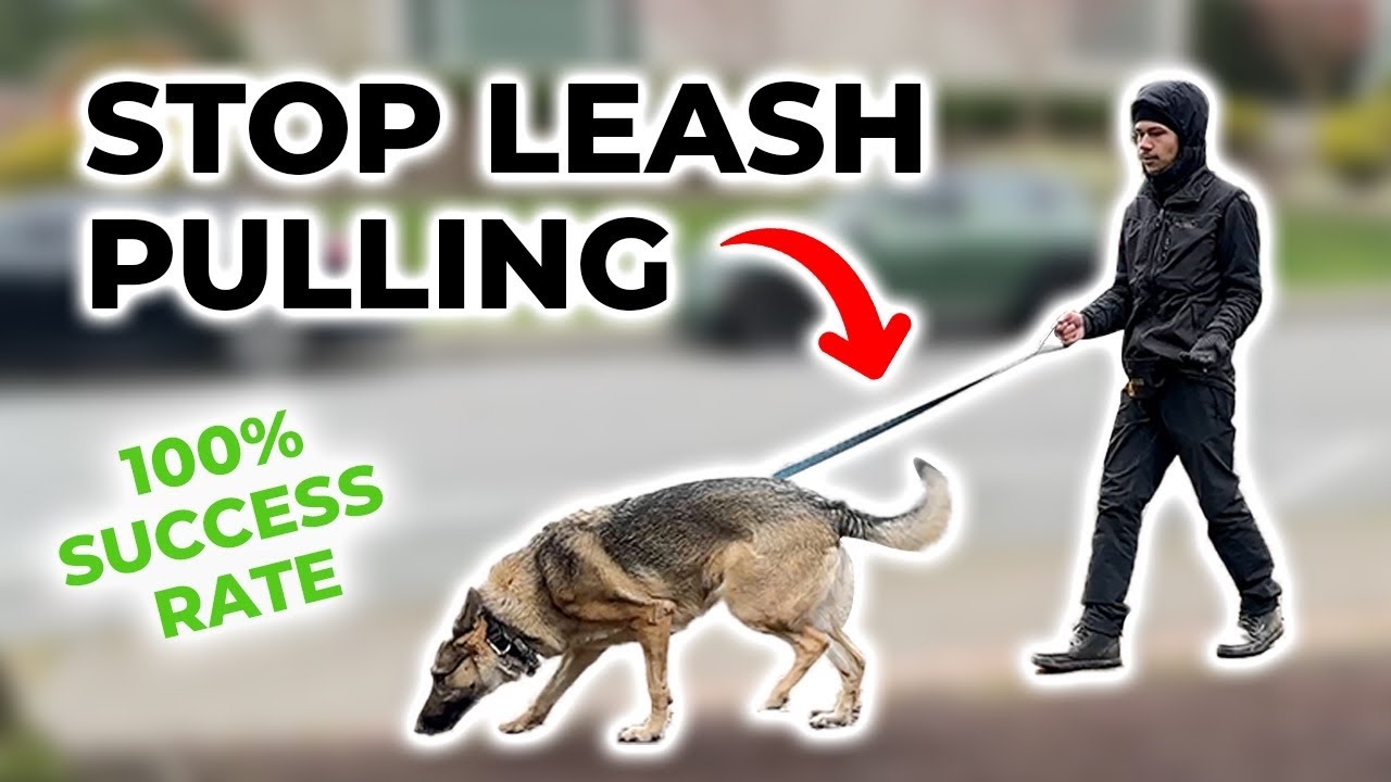 The easiest way to stop leash pulling