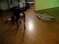 Bruce VS The Blankies