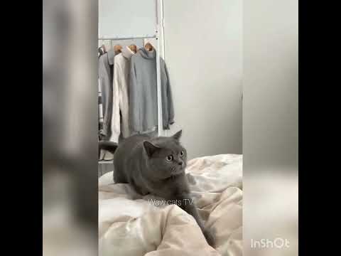 crazy cats ever 😁😂🤣😹😻😼