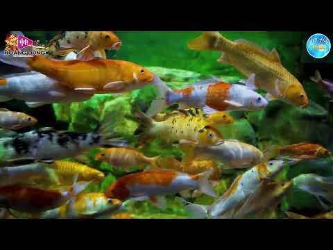 CON NHÀ NGHÈO, LK BOLERO, Giọng Ca Độc Lạ ⭐ Nhạc Trữ Tình TOÀN BÀI HAY Say Đắm Lòng Người