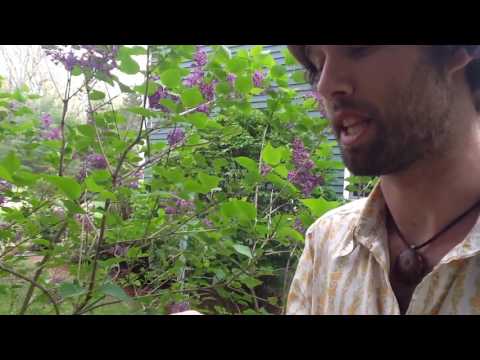 download lagu mp3 mp4 Can You Eat Lilac Flowers, download lagu Can You Eat Lilac Flowers gratis, unduh video klip Can You Eat Lilac Flowers
