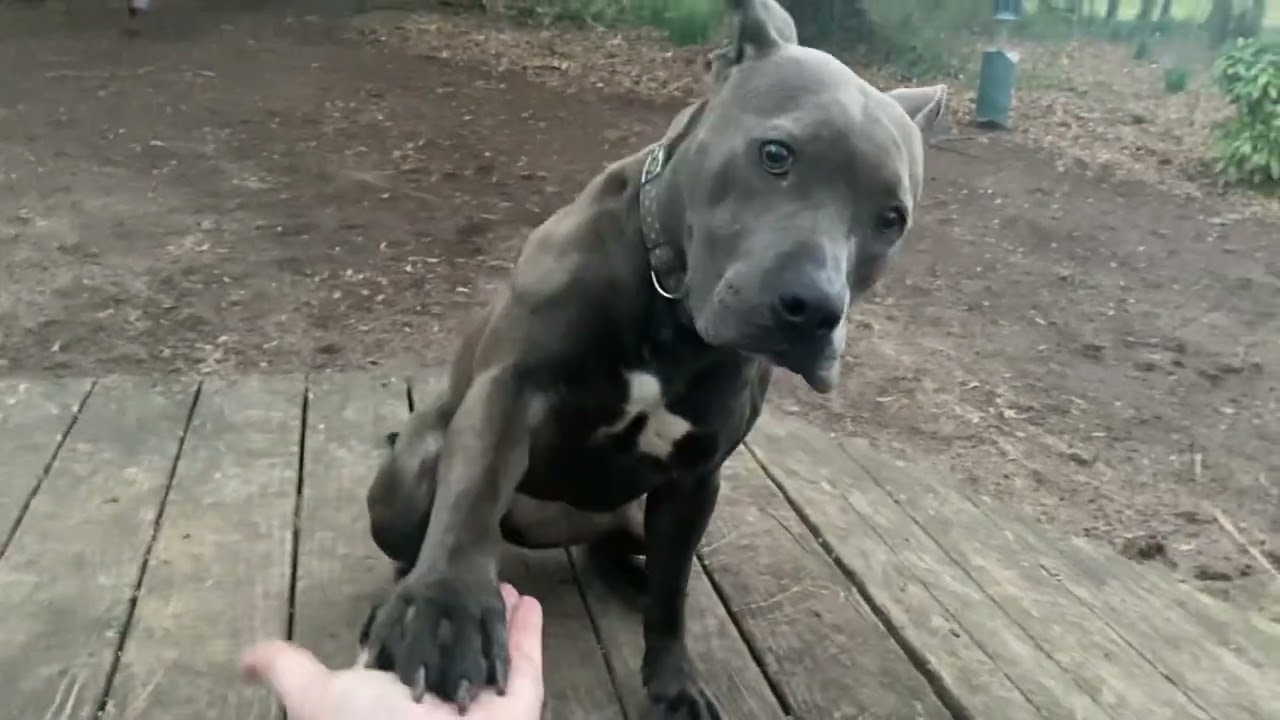 Piggy (I Have a Secret Crush!), a Adoptable mixed breed in Decatur, GA video 6/6
