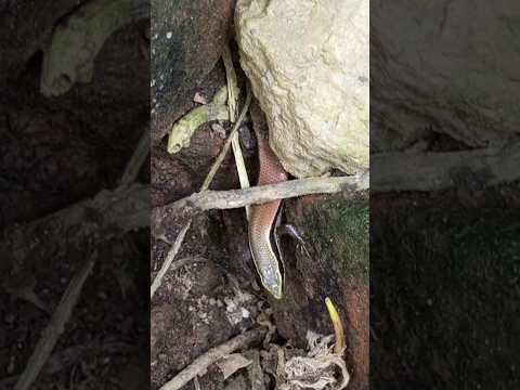 tiktiki#shorts #video