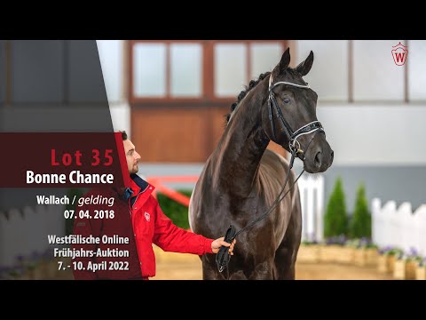 Online Frühjahrs-Auktion Lot 35 Bonne Chance Wallach v. Bon Coeur - Jazz Time