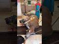 Bigg Cow Video Amazing Muscular Cow Animals Shorts Viralvideo
