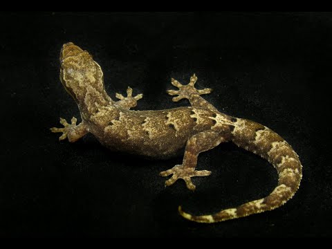 Gekon smútočný (Lepidodactylus lugubris) — chov, terárium a starostlivosť
